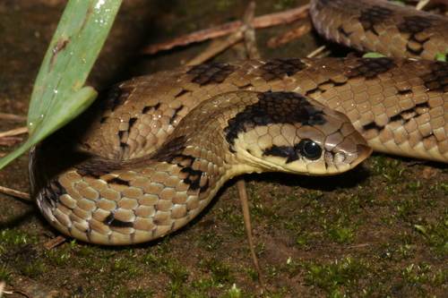 Snouted Night Adder, Causus defilippii