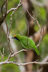 Chloropsis aurifrons