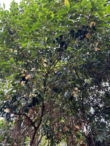 Konkan Gordonia (Gordonia obtusa)