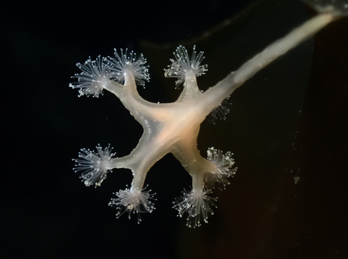 horned stalked jellyfish