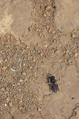 Megachile canariensis