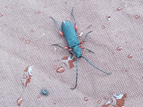Ropalopus femoratus