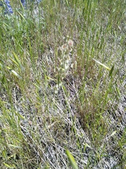 Thysanocarpus curvipes