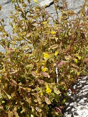 Erythranthe laciniata