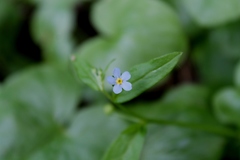 Memoremea scorpioides
