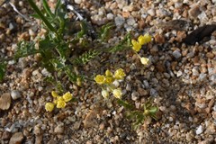 Rorippa subumbellata