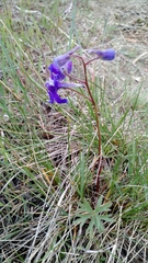Delphinium bicolor
