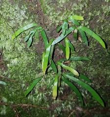 Haplopteris anguste-elongata