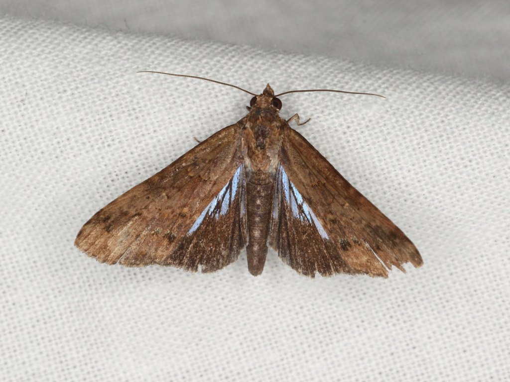 Stictopterinae