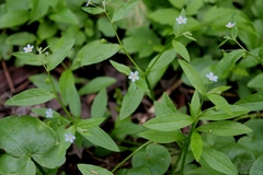 Memoremea scorpioides