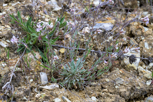 Mt. Sapphire rockcress (Boechera fecunda)