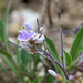 Mt. Sapphire Rockcress - Photo (c) Radd Icenoggle, some rights reserved (CC BY-NC), uploaded by Radd Icenoggle