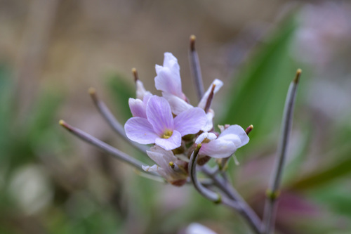 Boechera fecunda