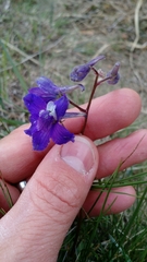 Delphinium bicolor