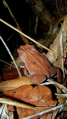 Rhinella hoogmoedi