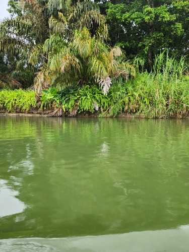 Raphia taedigera image