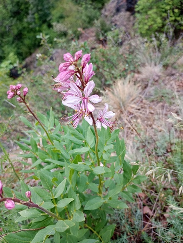 Dictamnus albus