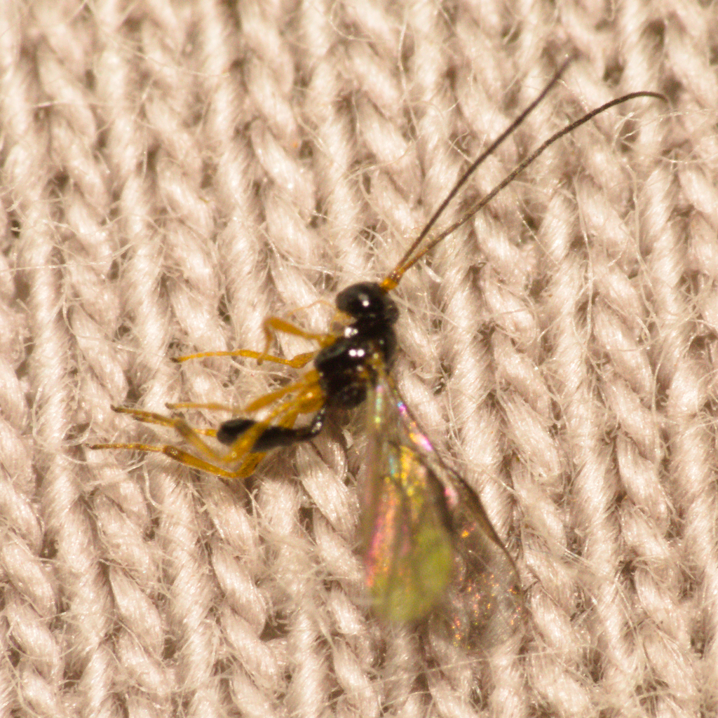 Phaedrotoma