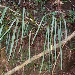 Haplopteris elongata