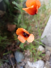 Papaver
