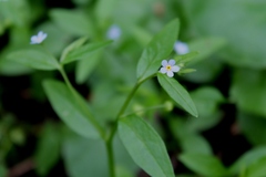 Memoremea scorpioides