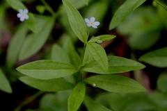 Memoremea scorpioides