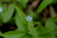 Memoremea scorpioides