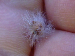 Leucadendron thymifolium