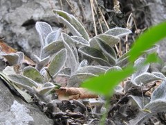 Tradescantia sillamontana