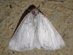 Thalaina selenaea