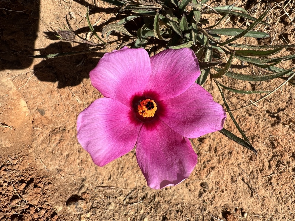 Hibiscus microcarpus