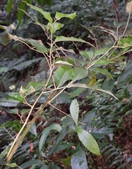 Elaeagnus glabra