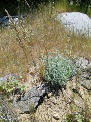 Poa secunda