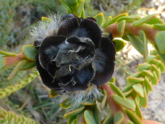 Leucadendron thymifolium