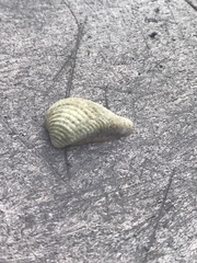 Anomalocardia cuneimeris