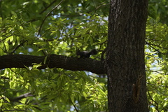 Sciurus vulgaris