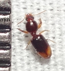 Dyschirius affinis