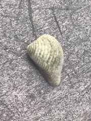 Anomalocardia cuneimeris