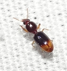 Dyschirius affinis