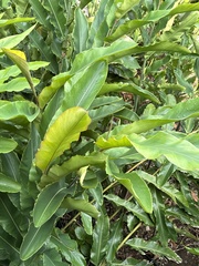 Alpinia purpurata image