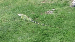 Iguana iguana