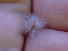 Leucadendron thymifolium