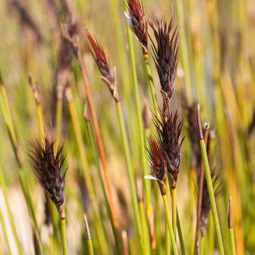 Bristly Pineapplereed