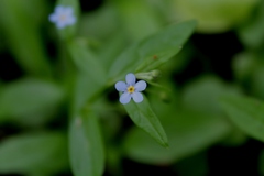 Memoremea scorpioides