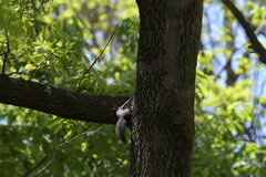 Sciurus vulgaris