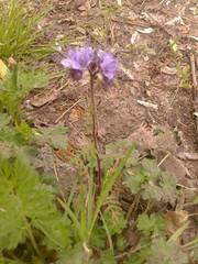 Phacelia tanacetifolia