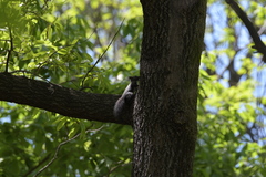 Sciurus vulgaris