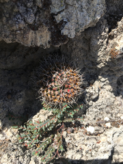 Mammillaria chionocephala