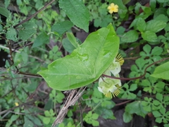 Passiflora megacoriacea image