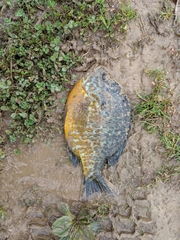 Lepomis gibbosus × macrochirus